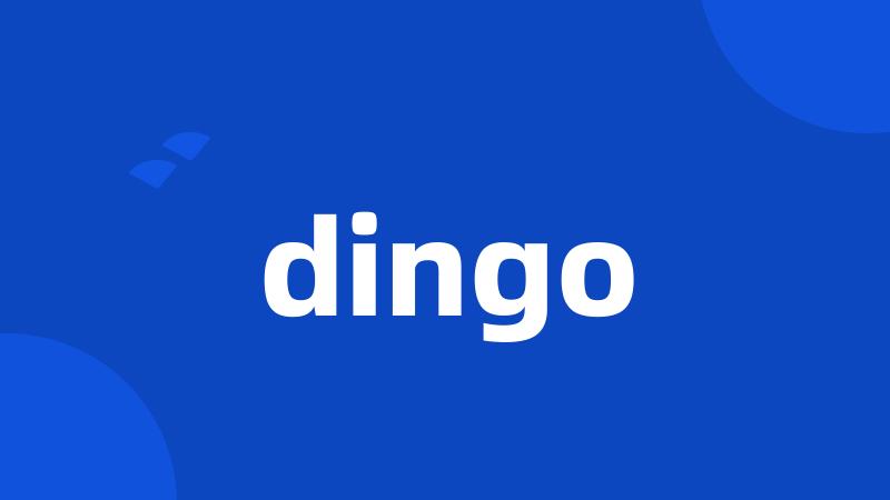 dingo