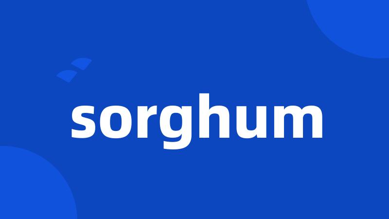 sorghum