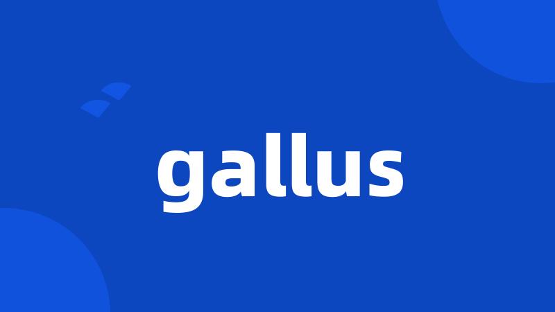 gallus