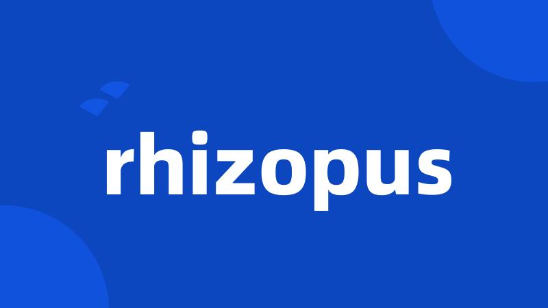 rhizopus