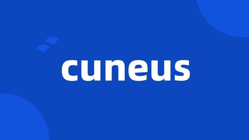 cuneus