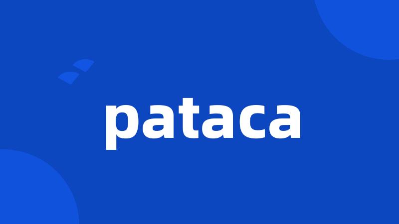 pataca