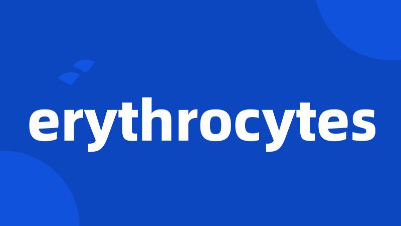 erythrocytes