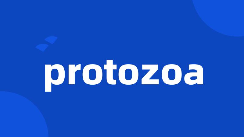 protozoa