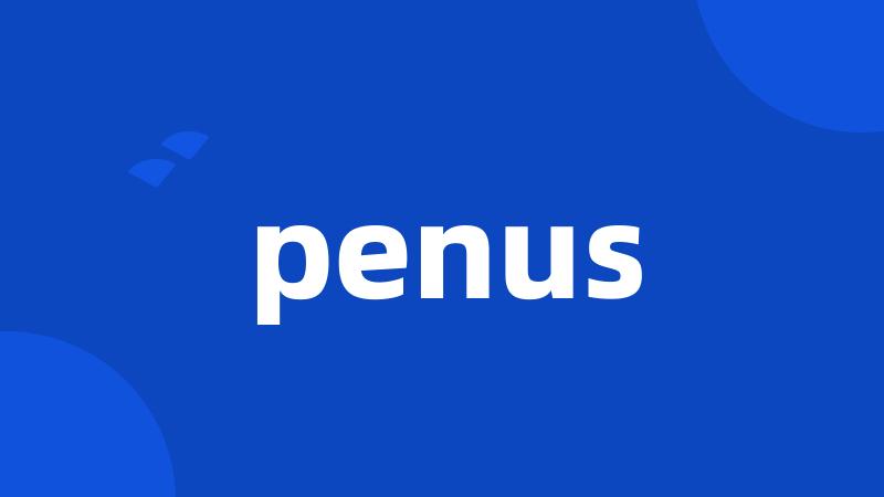 penus