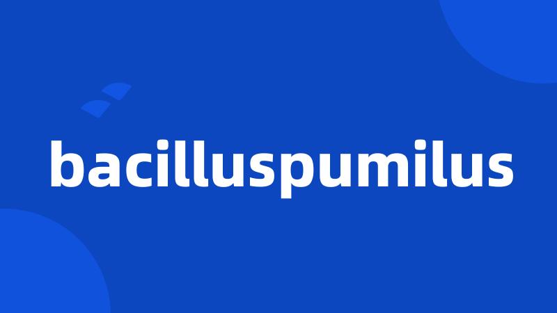 bacilluspumilus