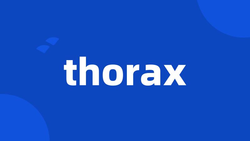 thorax