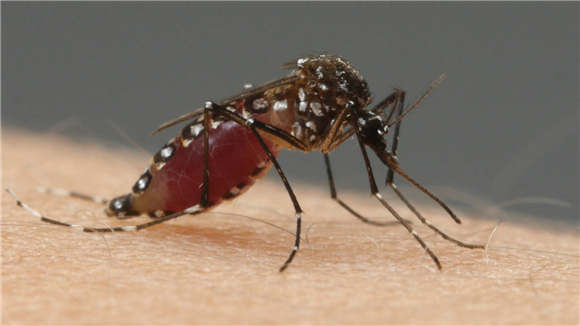 蚊子是怎么吸血的